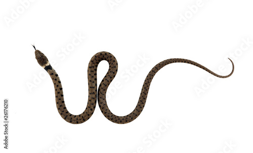 Young grass snake - isolated