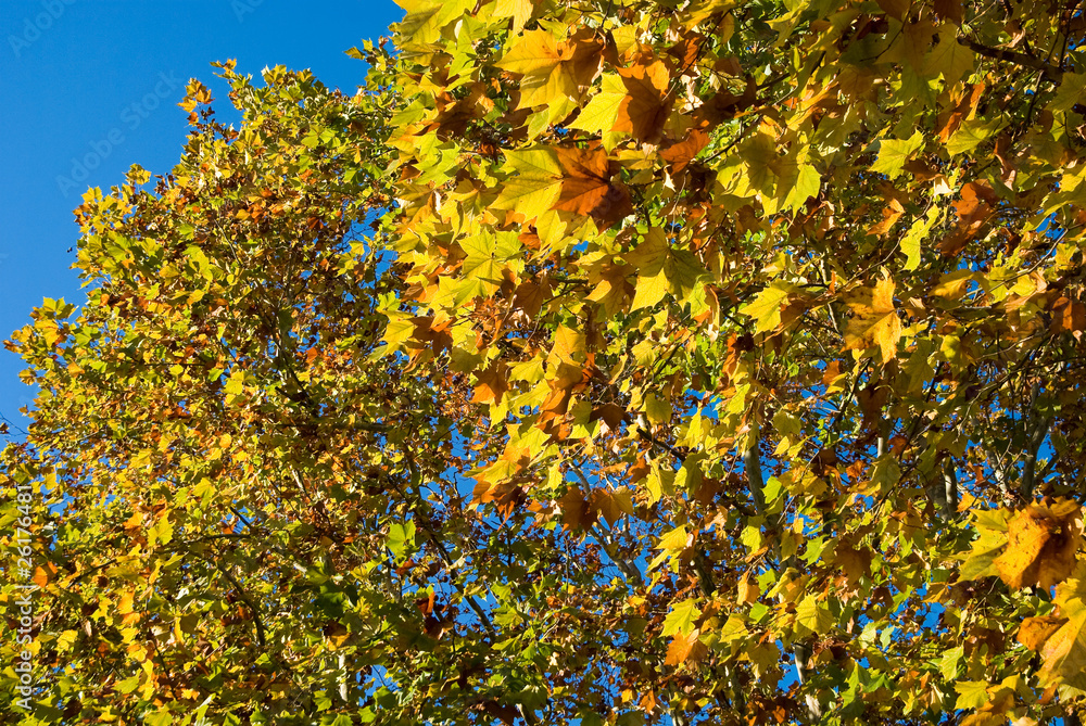 モミジバスズカケの紅葉