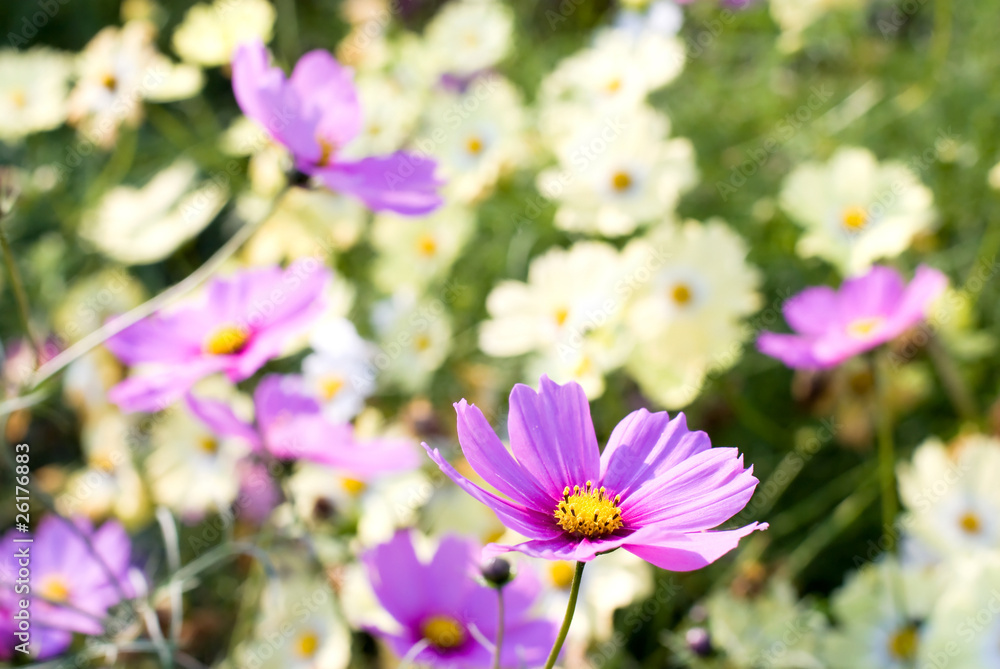 二色のコスモスの花 二色のコスモスの花