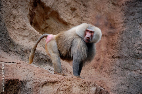 фотографія Baboon