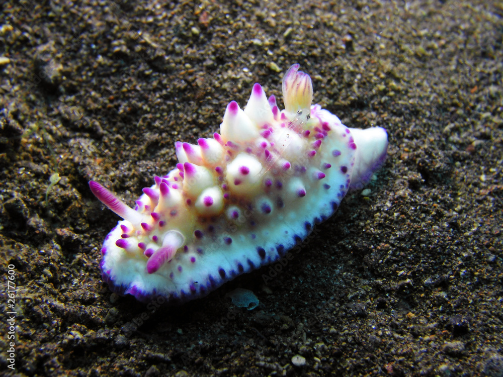Schnecke Mexichromis multituberculata mit Fisch Schnecke Mexichromis multituberculata mit Fisch
