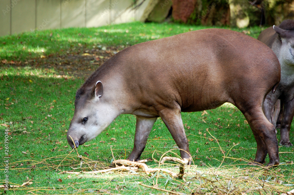 Lowland Tapir