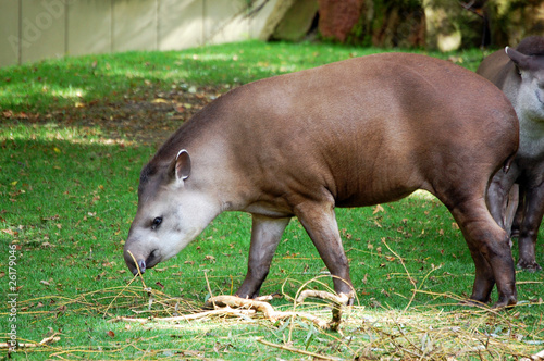 Lowland Tapir