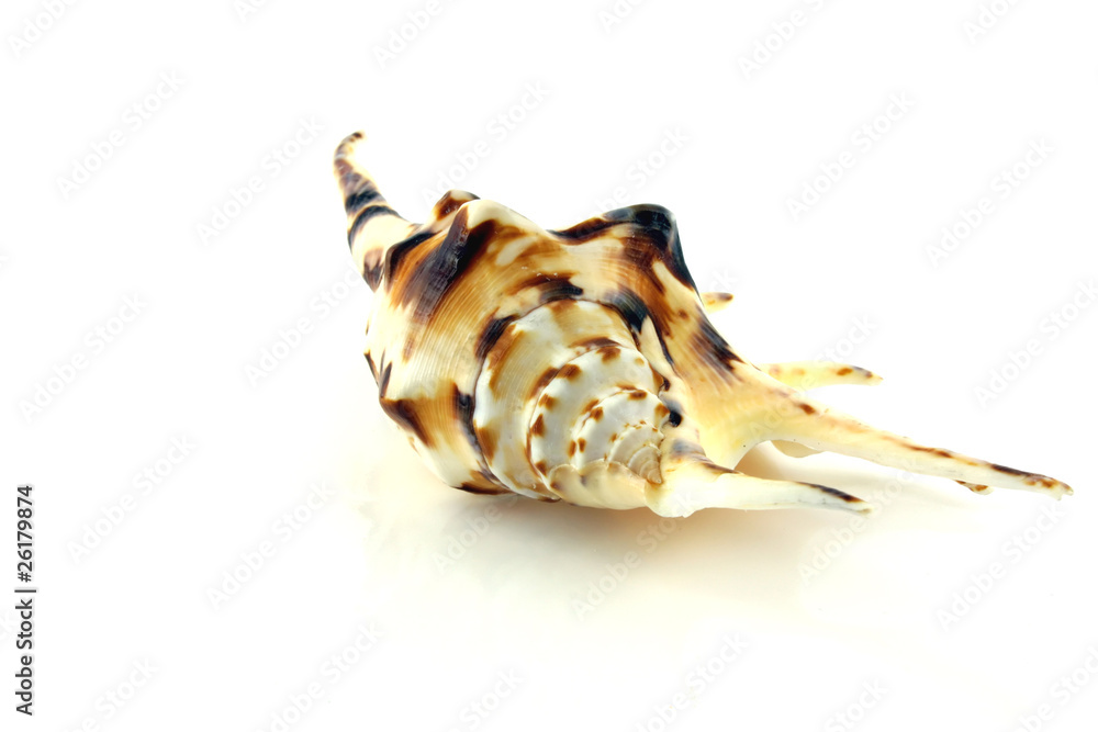 Big sea shell on the white background.