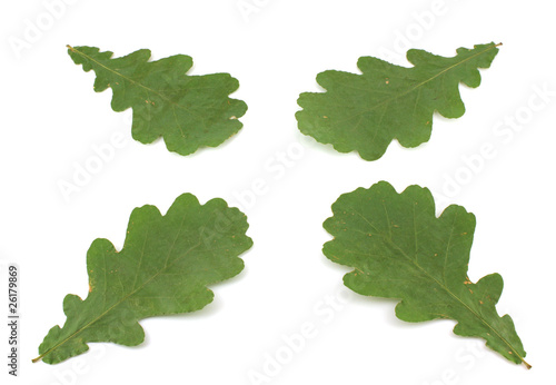 Green leaves of oak.