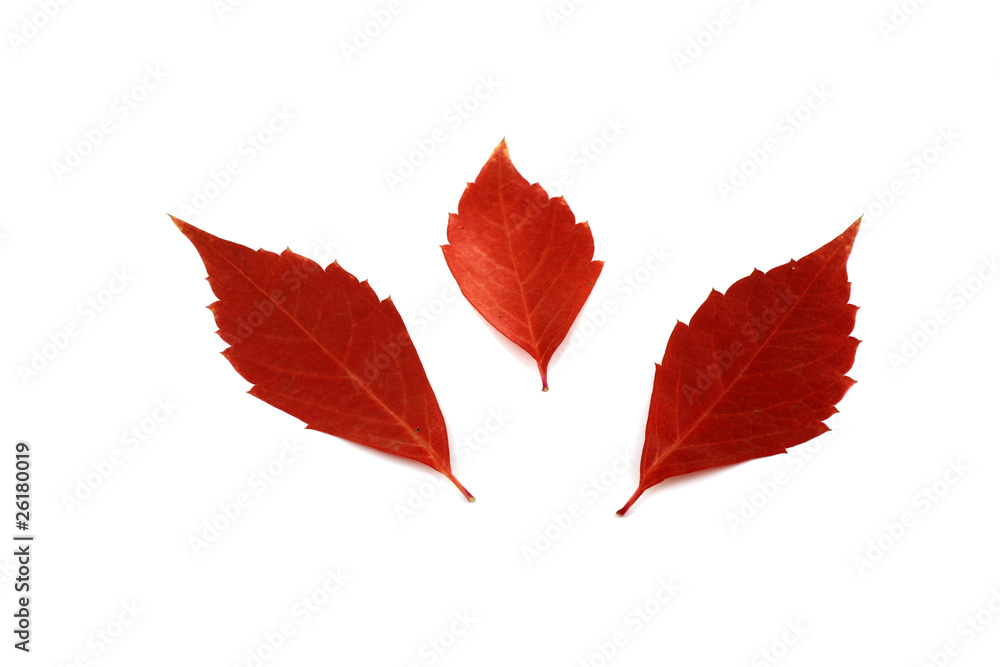Autumn leaves Autumn leaves