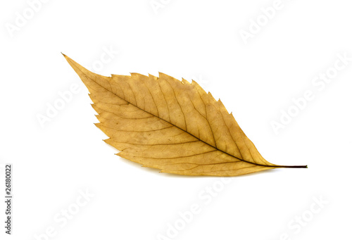 Yellow autumn leaf