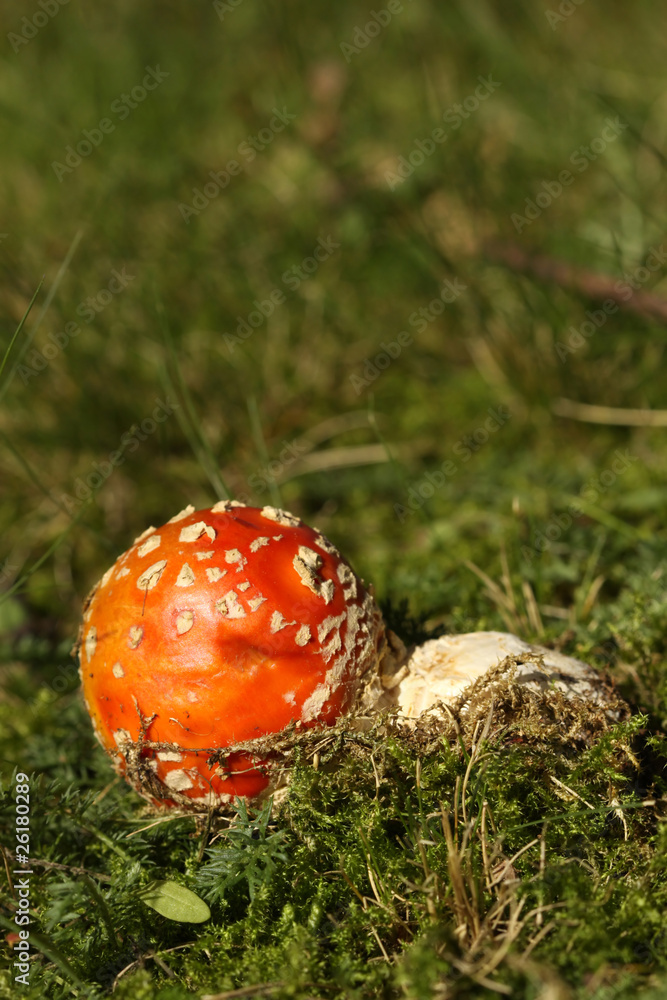 Toadstool or fly agaric mushroom in the grass Toadstool or fly agaric mushroom in the grass