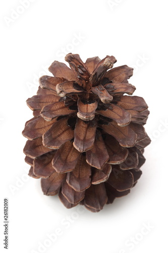 The pinecone