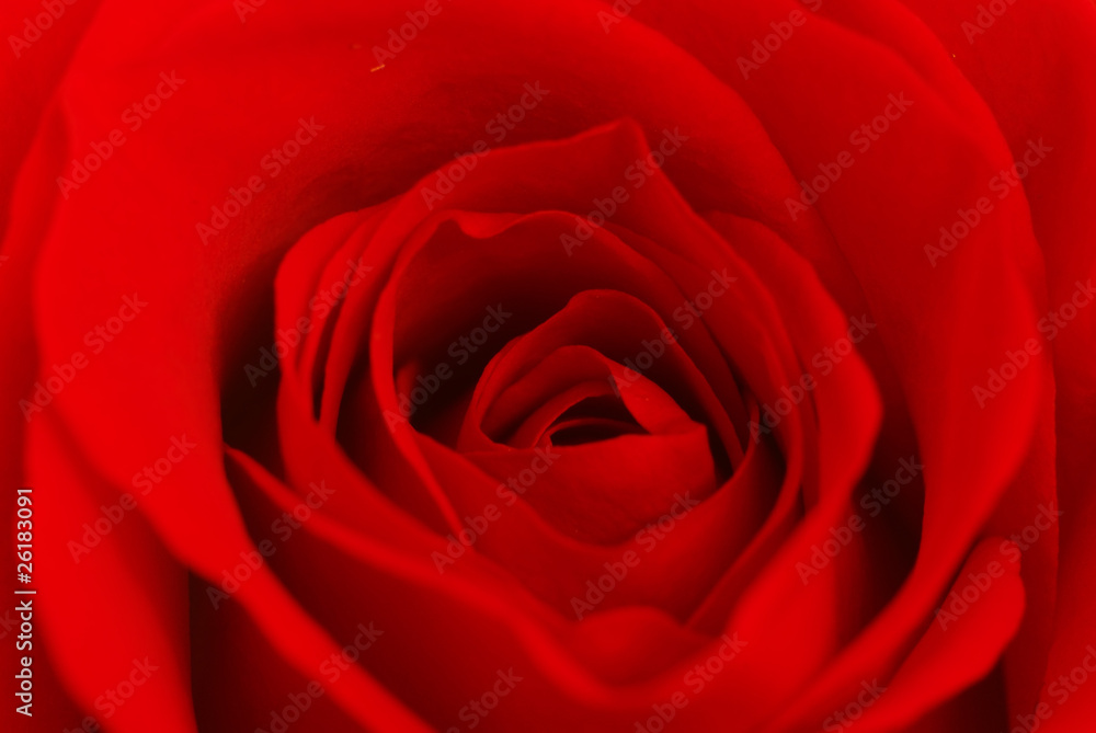 Rose inside Rose inside