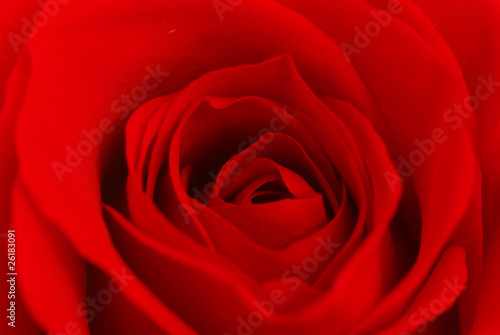 Rose inside