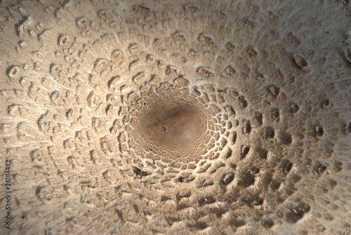 Fungus Background