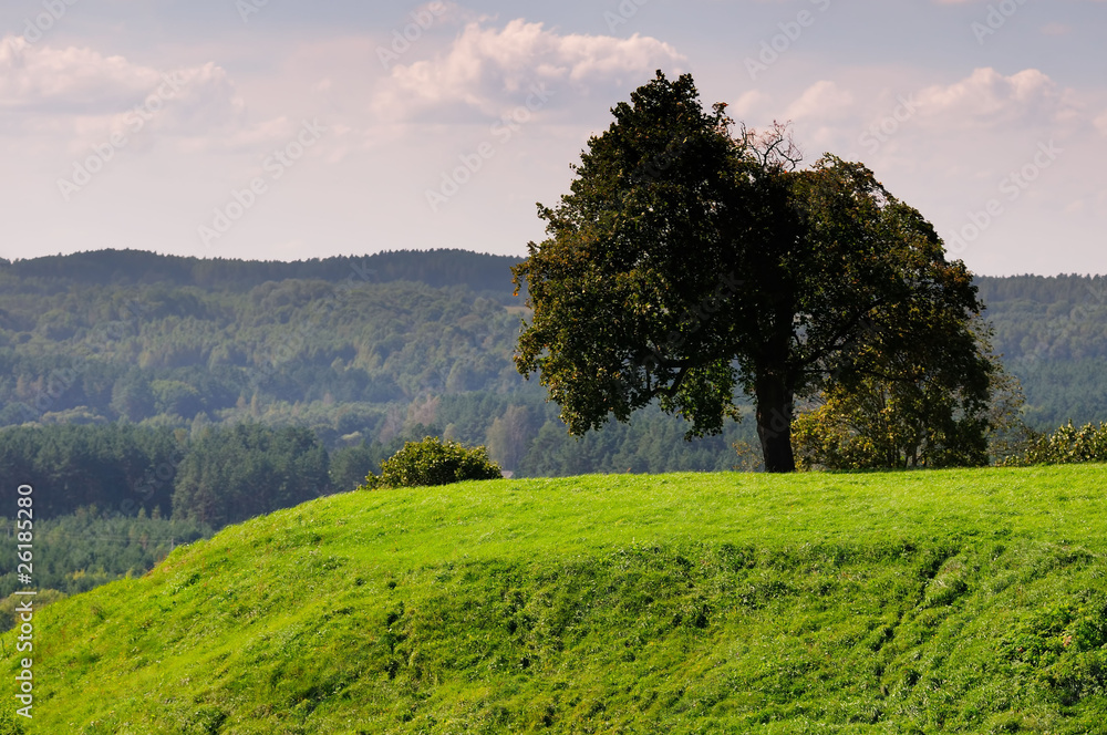Fototapeta premium The tree on the green hill