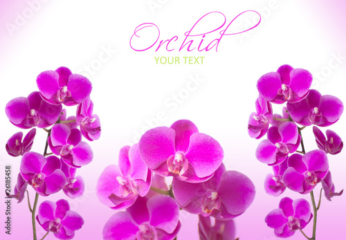 pink orchid flowers with sample text on white background