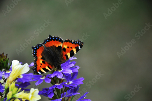 Kleiner Fuchs - Nymphalis urticae