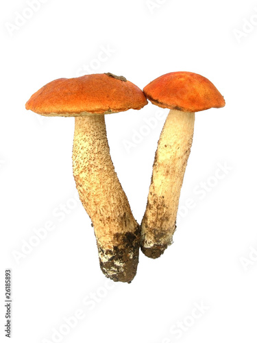 Mushroom aspen.