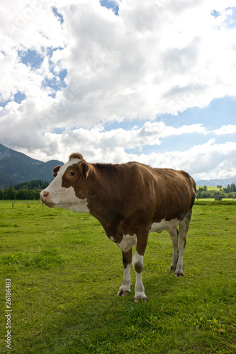 Portrait of a cow © roberto222