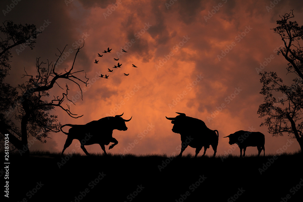 Black bulls in the sunset