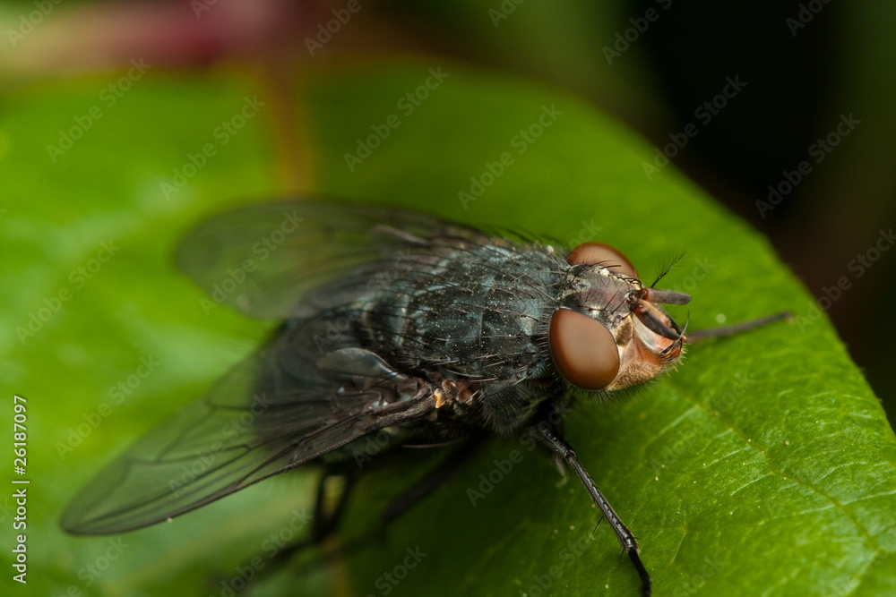 Fly on green leaf Fly on green leaf