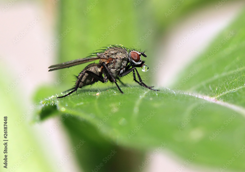 Fliege mit Tautropfen Fliege mit Tautropfen