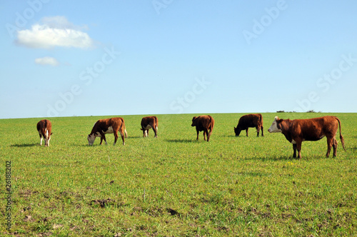 vacas © Dantok