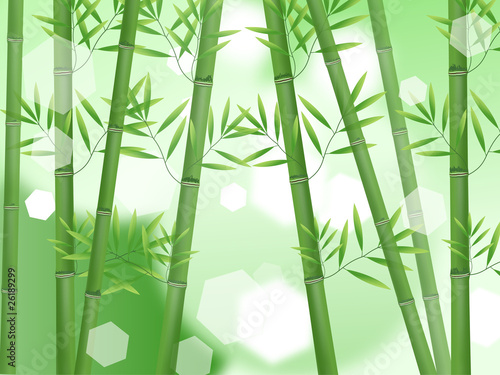 Fototapeta Naklejka Na Ścianę i Meble -  Abstract nature bamboo background