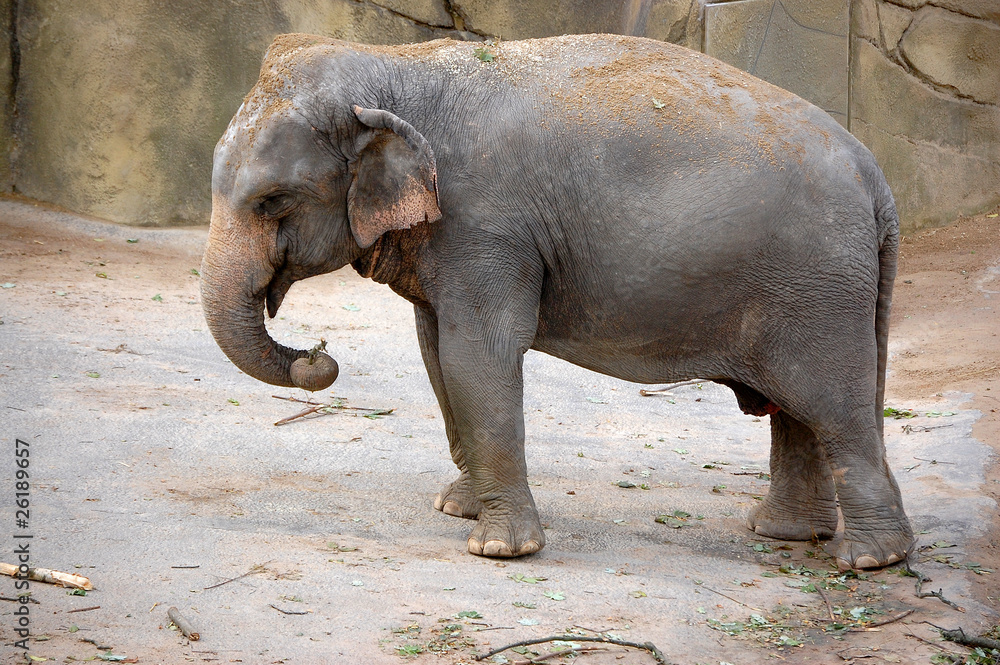 Elephant holding stick