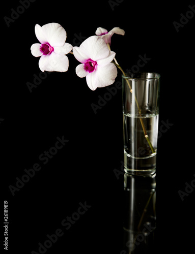 small branch of beautiful white; dendrobium orchid