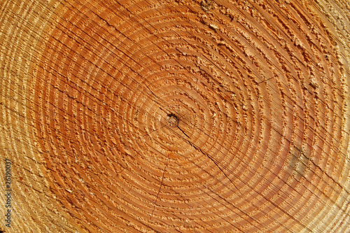 Tree annual rings close up