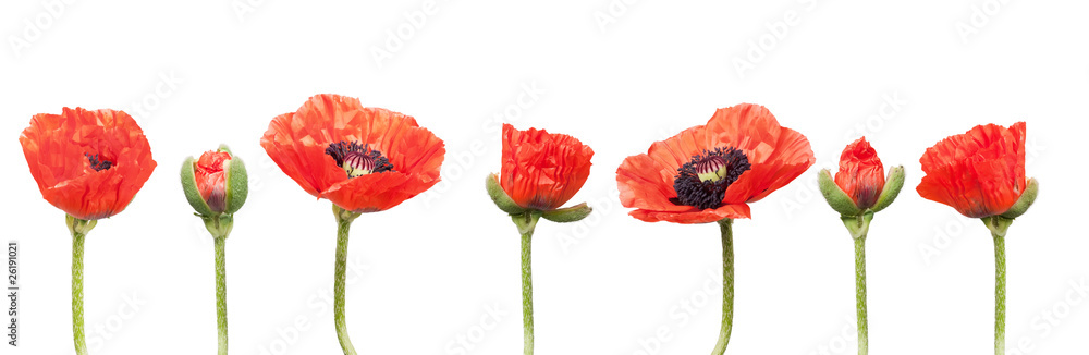 Fototapeta premium Red Poppies in a row. Isolated on white