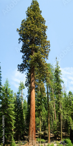 Sequoia Gigantica photo