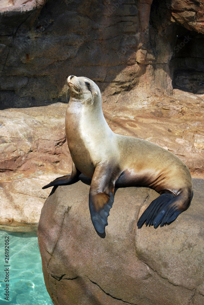 Fototapeta premium cute sea lion