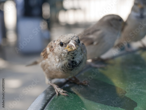 small bird