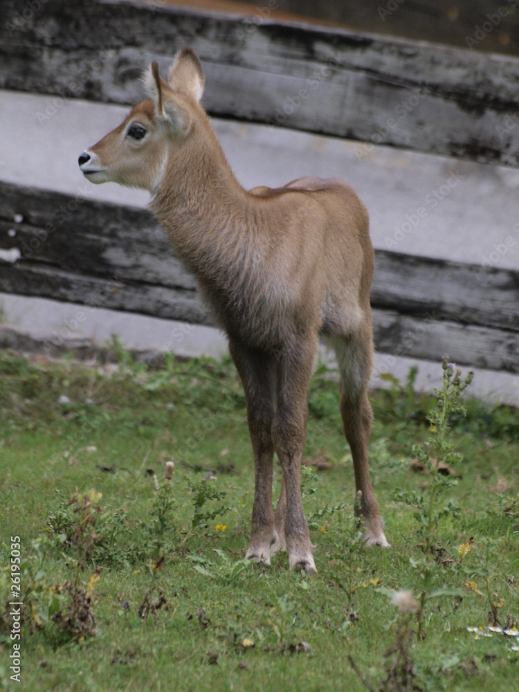Impala Impala