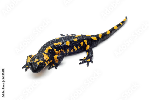 salamander isolated