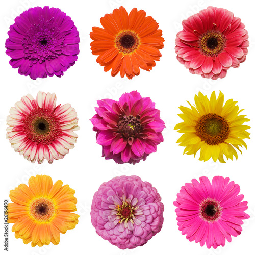 Gerbera flower collage isolated on white background