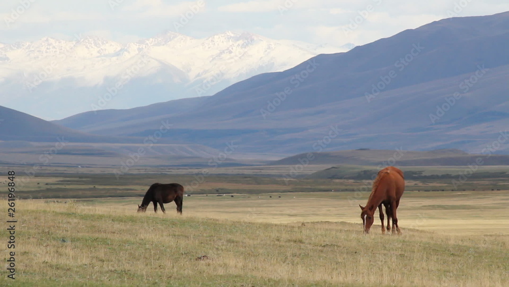 Horses are grazed on a pasture. Horses are grazed on a pasture.