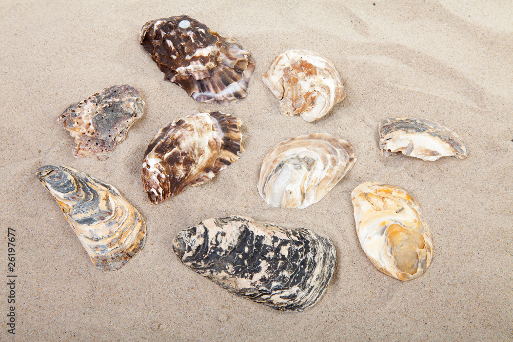 background of beach with shells