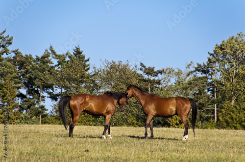 Deux chevaux dans un pré © Delphotostock