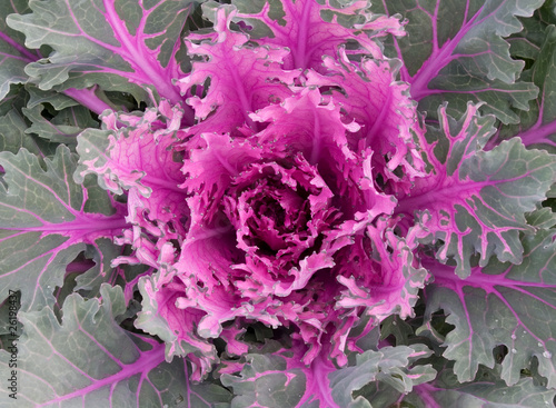 Multicoloured decorative cabbage or kale