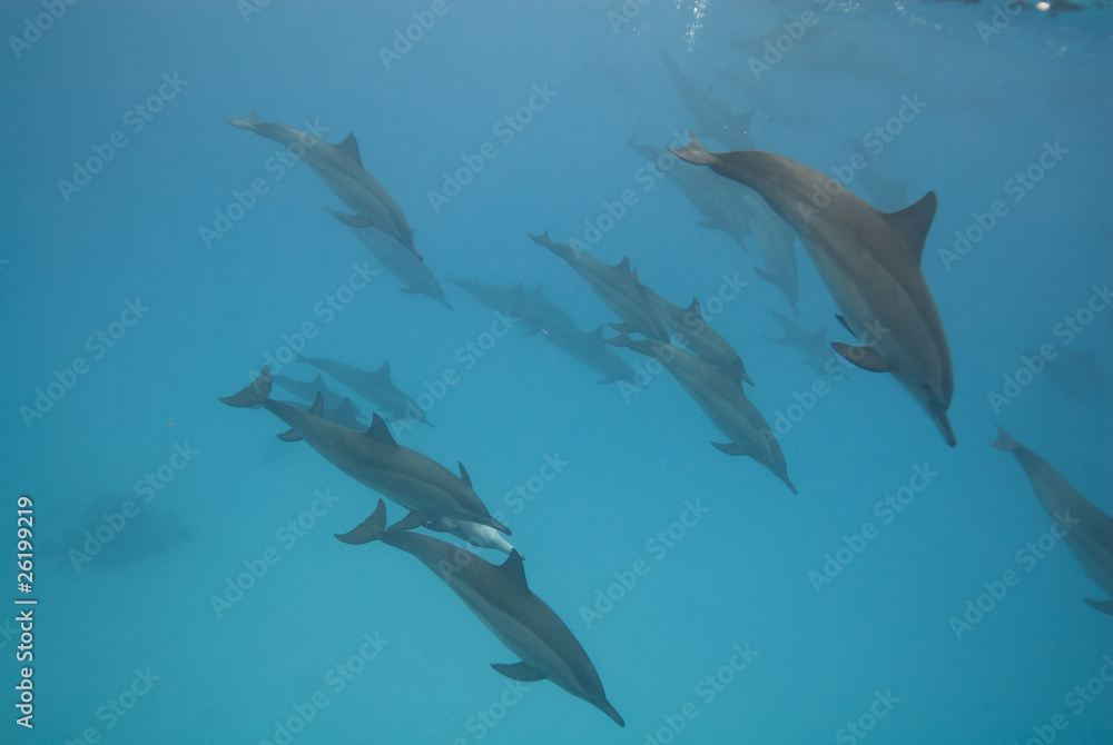 Fototapeta premium Swimming Spinner dolphins. Spinner dolphins.