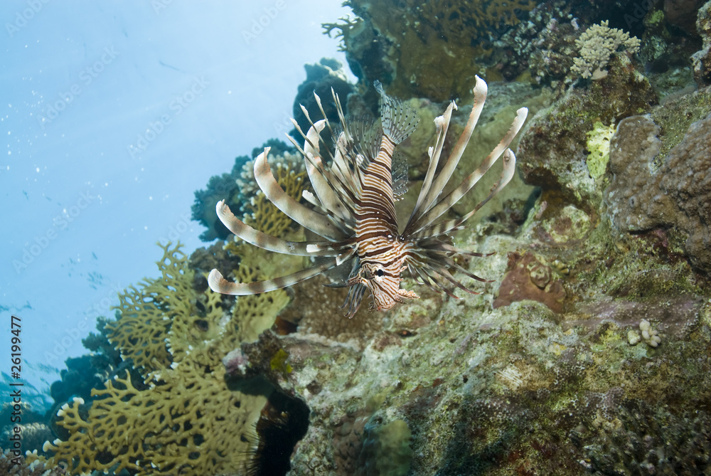 Common Lionfish on a tropical coral reef. Common Lionfish on a tropical coral reef.