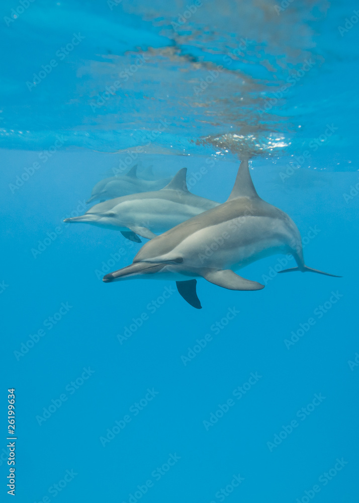 Obraz premium Schooling Spinner dolphins.