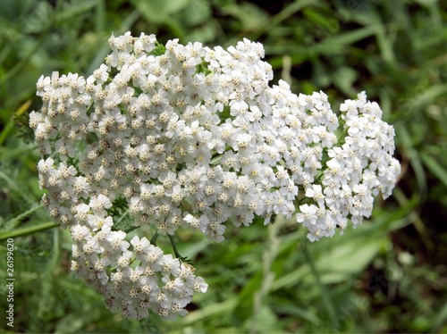 yarrow herb blooming