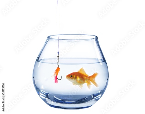 gold fish and artificial fly