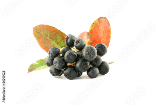 Aronia - Black Chokeberry.