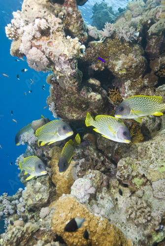 Fototapeta Naklejka Na Ścianę i Meble -  Blackspotted sweetlips next to a tropical coral reef.