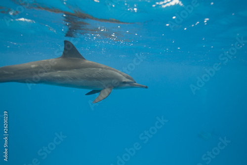 Swimming Spinner dolphin in the wild.