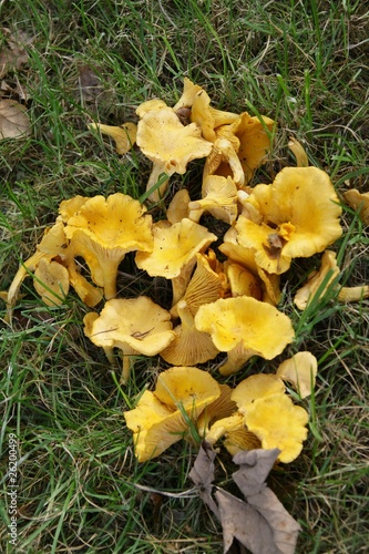 yellow fungus