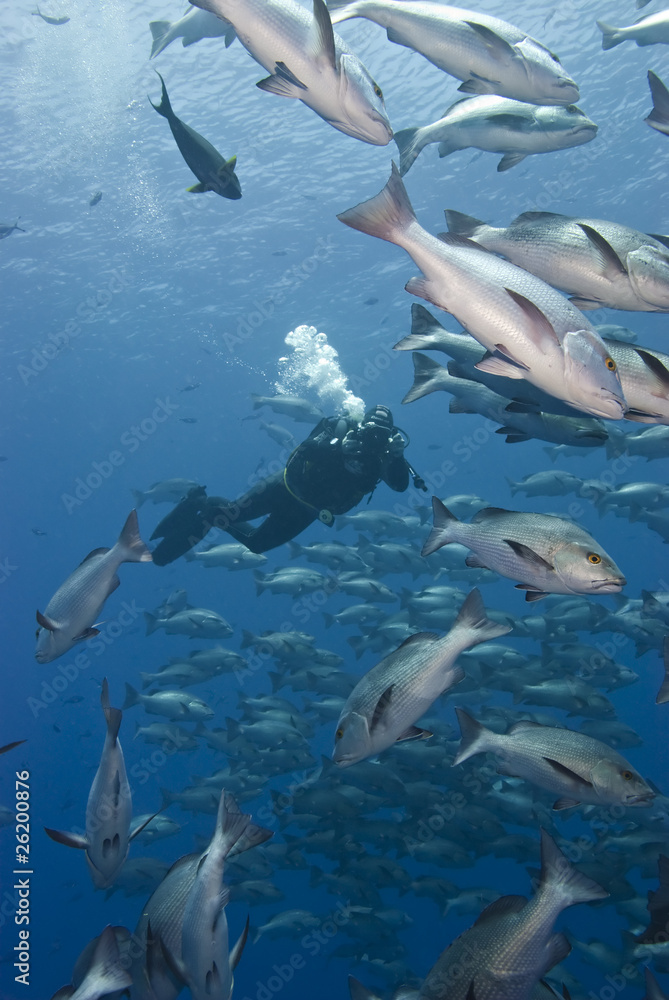 Fototapeta premium Underwater videographer capturing a school of Twinspot snappers